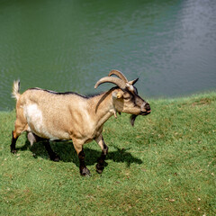 Naklejka na ściany i meble Young goat on the meadow near the lake. Milk farming.