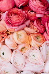 Beautiful vertical ombre texture of fresh blossoming ranunculus flowers from magenta to coral to tender pink colors, close up view