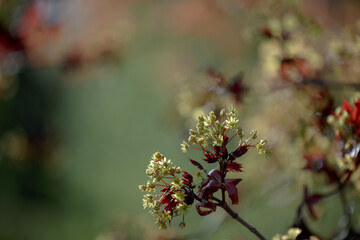 Red young leaves and flowers of Maple tree against blurry spring green background