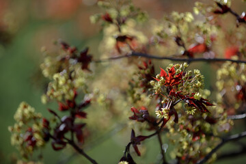 Obraz premium A maple branch with young leaves and a brush of flowers. Close up. Red young leaves and flowers of Maple tree