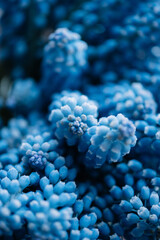 Beautiful blossoming blue muskari flowers, close up view 