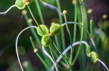 Young plant shoots close-up on a green background