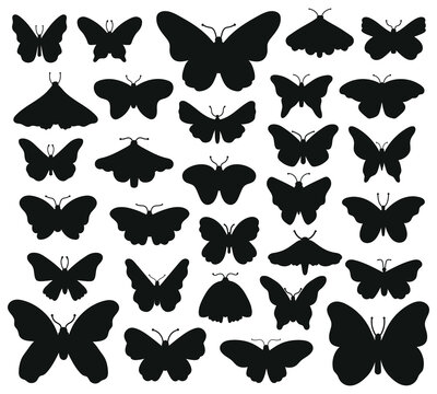 Butterflies silhouettes. Hand drawn butterfly, drawing insect graphic. Black drawing butterflies silhouettes isolated vector illustration set. Insect butterfly black silhouette, hand drawn form