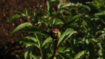 unopened bud of pink peony on a stem with carved leaves on a blurred background of garden soil