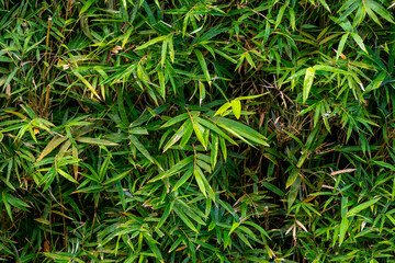 Green bamboo plant background - vegetal wall