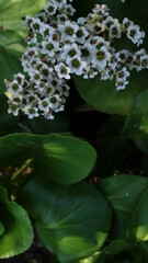 garden plant of frankincense with small lilac flowers and large fleshy green leaves close-up