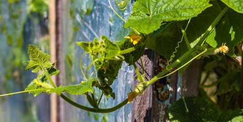 Shoots, leaves and cucumber flowers closeup
