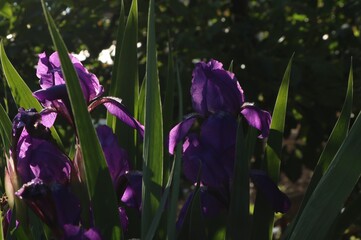 summer picture of blooming purple irises hidden behind green feathers of leaves in soft evening sunlight