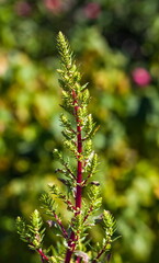 Escape plant with red stem closeup on green background