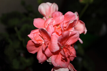 pink flower in the garden