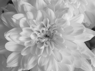 close-up photo of a black and white chrysanthemum flower 