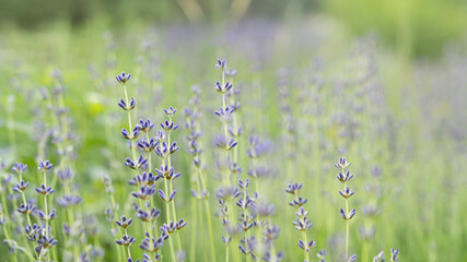 Purple lavender on the field among other flowers. High quality photo