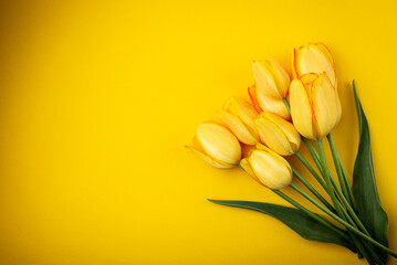 Yellow tulips on yellow background.