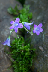forget me not flower