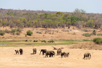 Fototapeta na wymiar Eléphant d'Afrique, Loxodonta africana, rivière Letaba, Parc national Kruger, Afrique du Sud