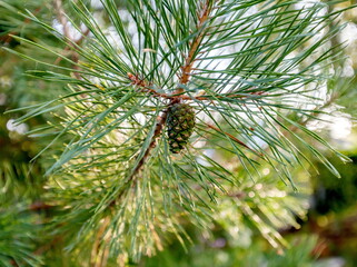 A young lump on the branch of a stone pine closeup
