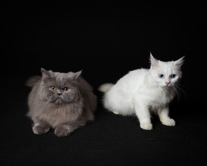 the gray and white cat is in a photo session in the studio using a black background. The two cats are sitting together.