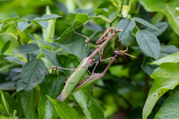 accouplement d'empuse  (Empusa pennata) 