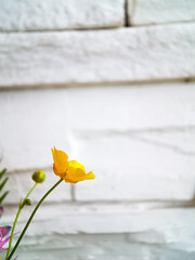 a bright yellow flower against a white wall. Empty space for insertion.