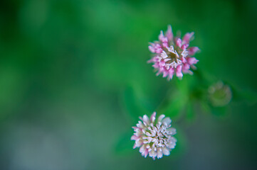  clover flower. Closeup of a clover flower. Wild flower macro