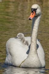 Obraz premium schwan