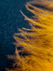 Orange feather close up macro on a black background 