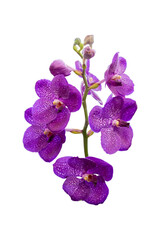 Fototapeta na wymiar Vandas species of purple orchids isolated on white background. Purple flower blooming on the flower stalk that are elongated