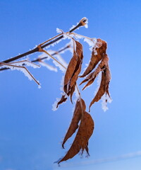 Frost on dry leaves closeup against the blue sky in winter
