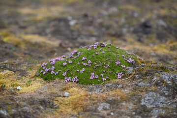 Purple saxifrage plant on the permafrost ground in the Arctic on Spitsbergen. Stones around the plant.