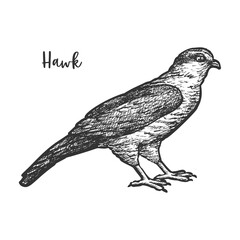 Fototapeta premium Hawk bird sketch or hand drawn falcon