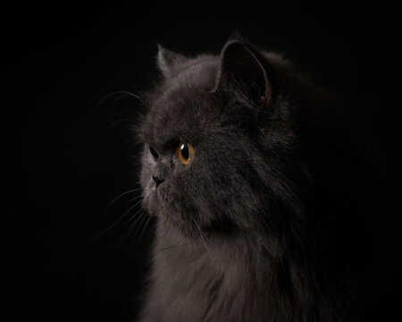 unique and rare pose of a gray cat who is looking sideways. this photo is really impressive, perfect for cat food advertisements.