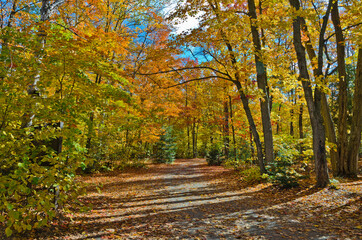 Obraz premium Falls colorful trees