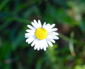 A close view of the white and yellow daisy in the grass.