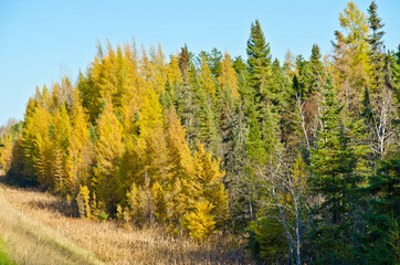 Northern Ontario Forest