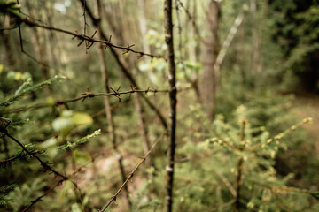 barbed metal wire, prison camp, restricted area