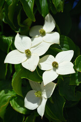 Detail of the crown of a blooming mulberry tree with white flowers