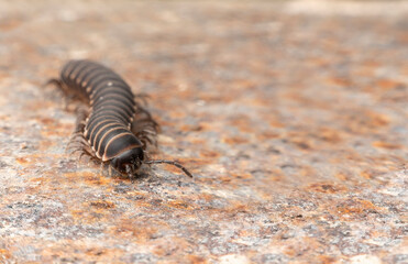 millipede