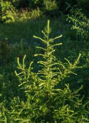 Fresh green small larch