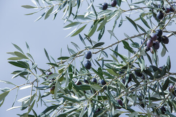 the branches of the olive tree with ripening olives against the sky