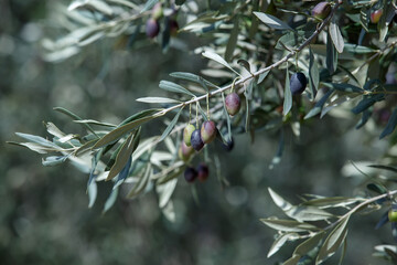 olive tree branches with ripening olives on the background of an olive grove