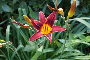 Cardinal red and yellow flower of daylily in July