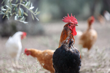 Close-up: a rooster with a red scallop and beak in a pasture with other chickens