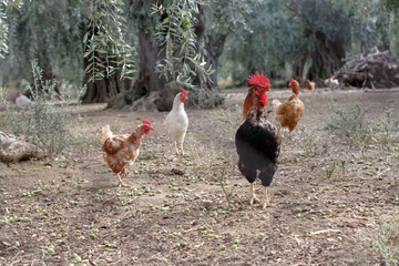 a rooster with a red scallop and beak in a pasture with other chickens in an olive grove among the trees, with olives falling to the ground