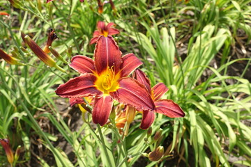 Close shot of red and yellow flowers of daylilies in June
