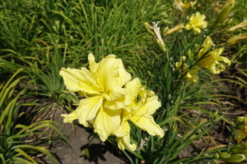 2 double yellow flowers of daylilies in June
