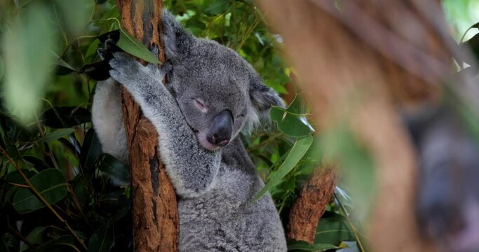 Koalas Sleeping in Trees
