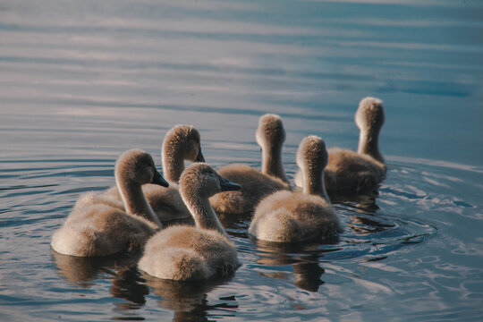 baby swan family on water blue background 