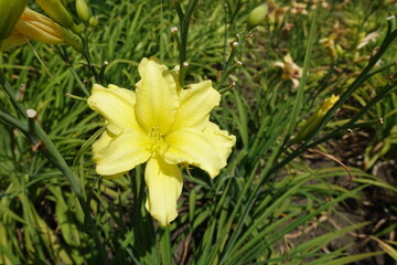 One double yellow flower of daylily in June