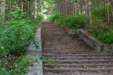  stone abandoned staircase in the forest