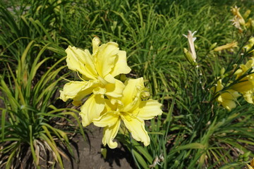 Pair of double yellow flowers of daylilies in June